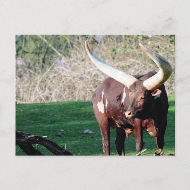 Carte Postale Vache à longue corne 8 (Devant)