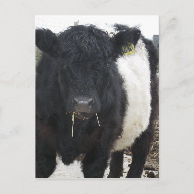 Carte Postale Vache à ventre nue mangeant du foin (Devant)