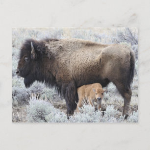 Carte Postale Vache allaitant un veau de bison, Yellowstone