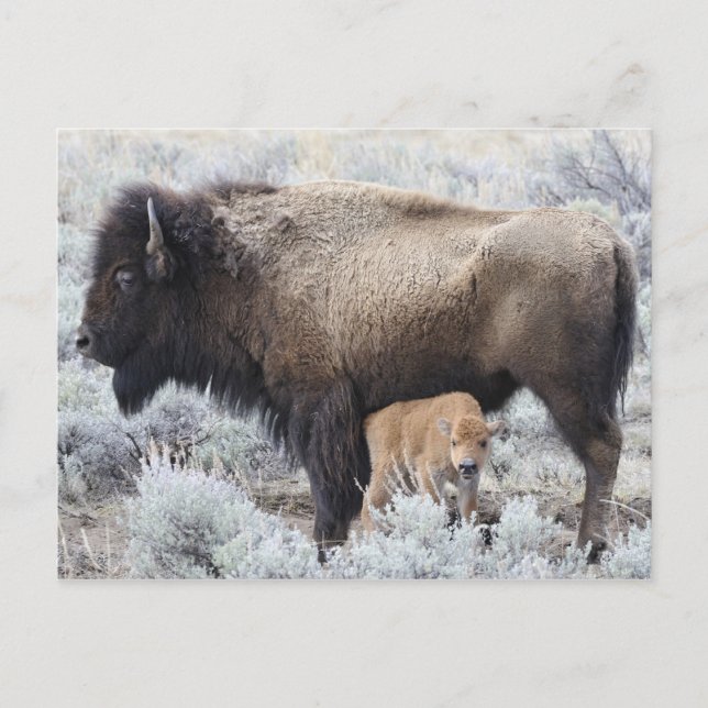 Carte Postale Vache allaitant un veau de bison, Yellowstone (Devant)