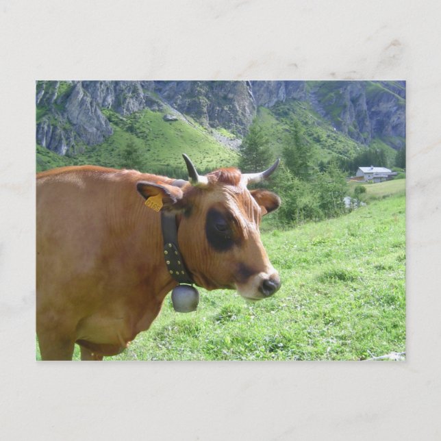 Carte Postale Vache alpine (Devant)