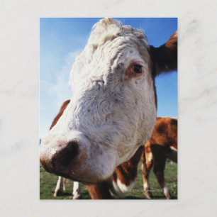 Carte Postale Vache au champ, gros plan