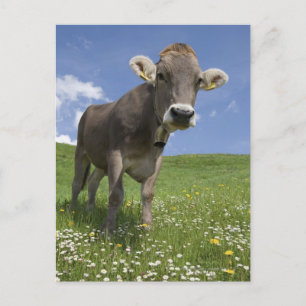 Carte Postale vache bavaroise