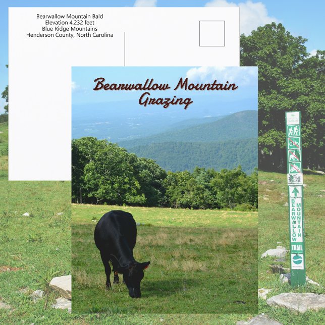 Carte Postale Vache Bearwallow Mountain Blue Ridge Mountains NC (Créateur téléchargé)