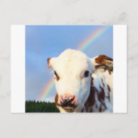 Vache bébé