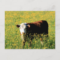 Vache bébé dans un champ de Dandelions