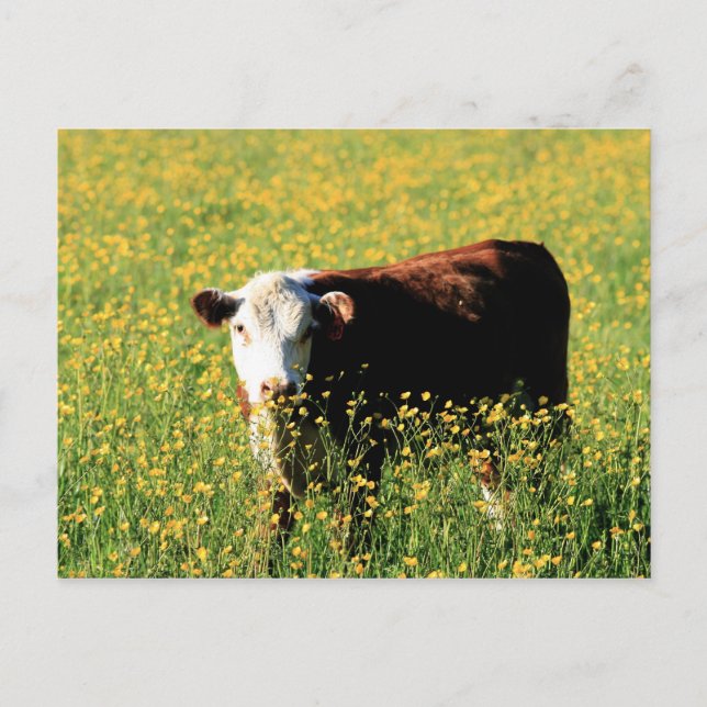 Carte Postale Vache bébé dans un champ de Dandelions (Devant)