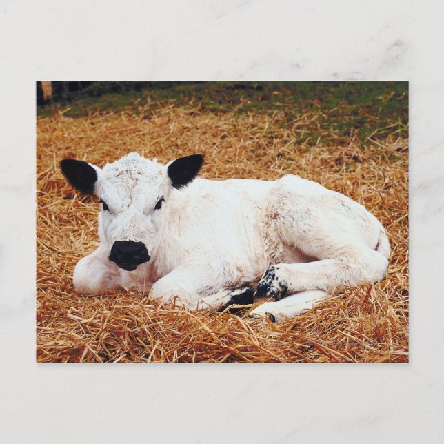 Carte Postale Vache bébé, veau (Devant)