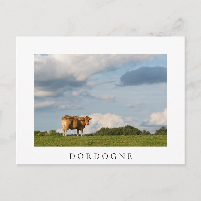 Carte Postale Vache Blonde d'Aquitaine en Dordogne, France (Devant)