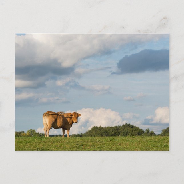 Carte Postale Vache Blonde d'Aquitaine en Dordogne, France (Devant)