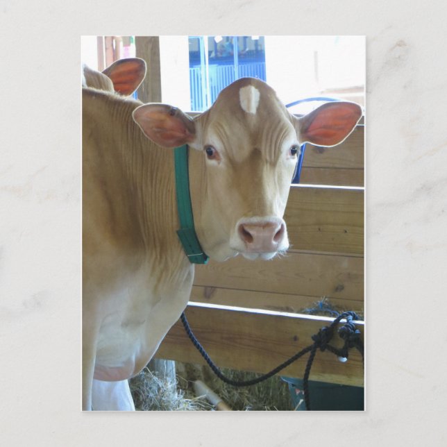 Carte Postale Vache Brown (Devant)