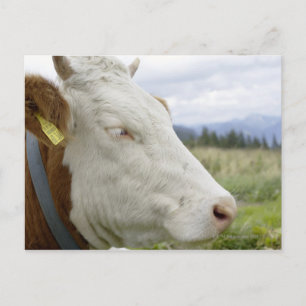 Carte Postale vache Brown avec un signe dans son oreille sur un