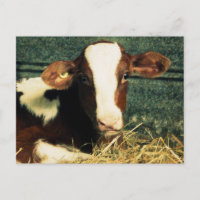 Vache Brown et blanche au lait