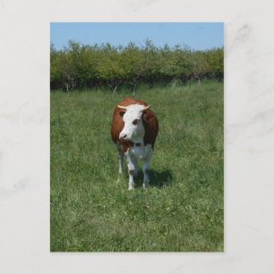 Carte Postale Vache Dans Le Pâturage