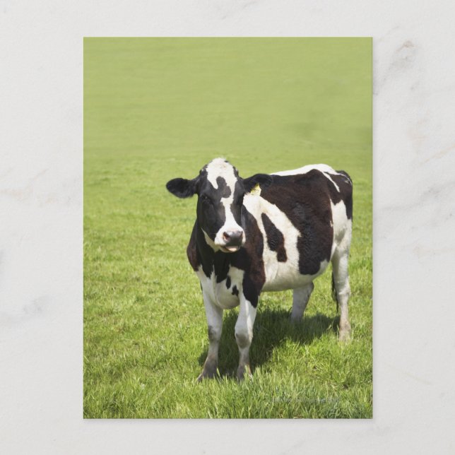 Carte Postale Vache dans le pré (Devant)