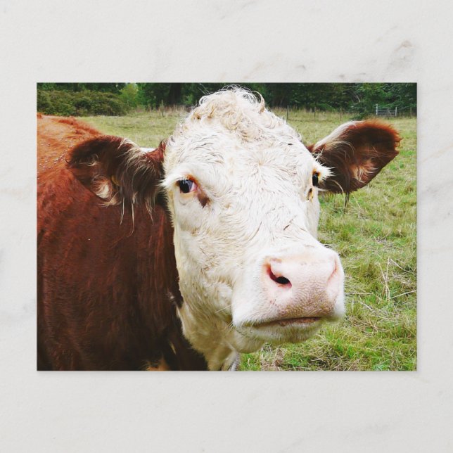 Carte Postale Vache de boeuf à facettes blanches (Devant)