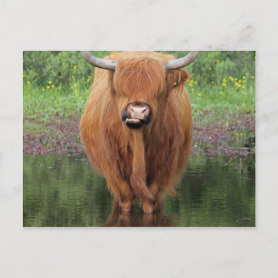 Carte Postale Vache de Highland