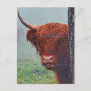 Carte Postale Vache de Highland mordant une clôture de fil