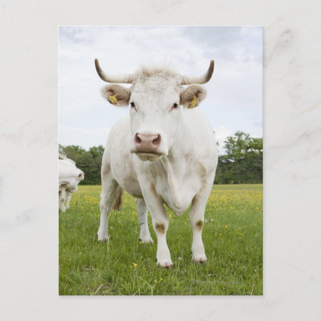 Carte Postale Vache debout dans un champ herbeux (Devant)