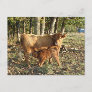 Carte Postale Vache des Highlands avec veau