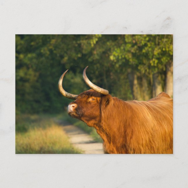 Carte Postale Vache des Highlands dans la forêt au coucher du so (Devant)
