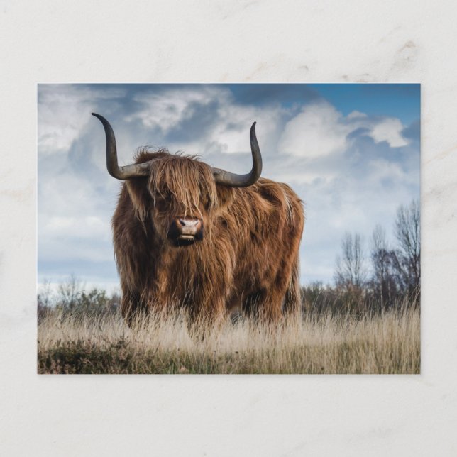 Carte Postale Vache des Highlands écossaise (Devant)