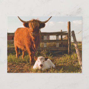 Carte Postale Vache des Highlands et veau dans un champ