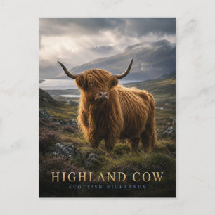 Carte Postale Vache des Highlands Hautes Terres d'Écosse ANIMAUX