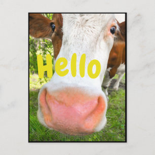 Carte Postale Vache drôle Bonjour