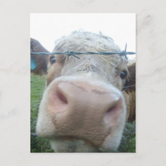 Carte Postale vache écossaise