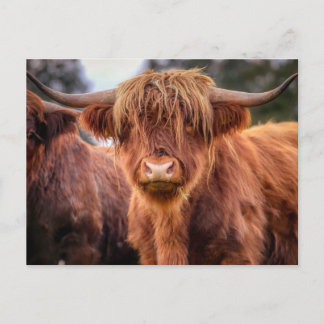 Carte Postale Vache écossaise des Highlands