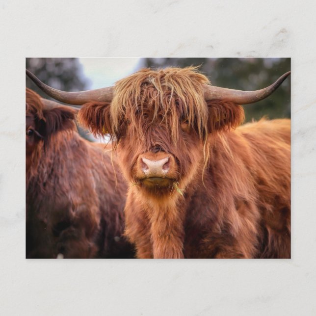 Carte Postale Vache écossaise des Highlands (Devant)