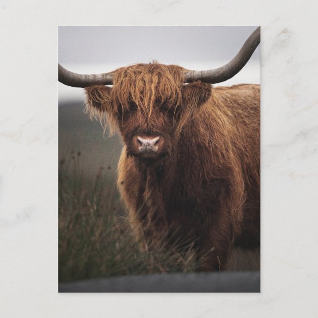 Carte Postale Vache écossaise des Highlands (Coo) Photo (Devant)