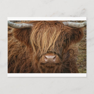 Carte Postale Vache écossaise des Highlands - Écosse