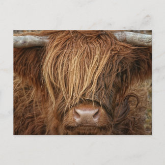 Carte Postale Vache écossaise des Highlands - Écosse