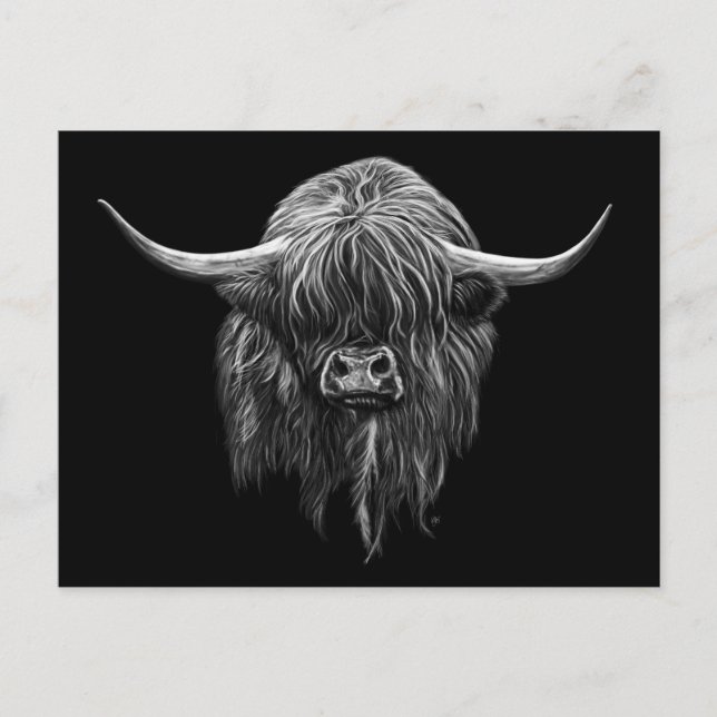 Carte Postale Vache Écossaise Highland En Noir Et Blanc (Devant)