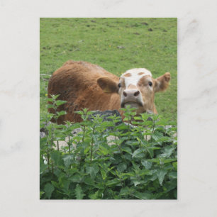 Carte Postale Vache et filets piquants