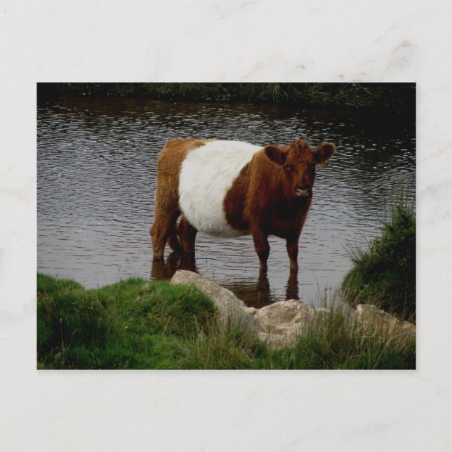Carte Postale Vache Galloway à courroie de Dartmoor debout dans  (Devant)