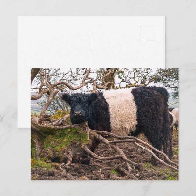 Carte Postale Vache galloway ceinturée debout par arbre tombé (Devant / Derrière)