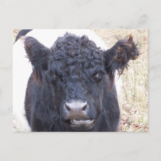 Carte Postale Vache galloway ceinturée - Emma (Devant)
