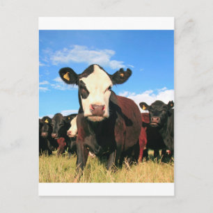 Carte Postale Vache Holstein