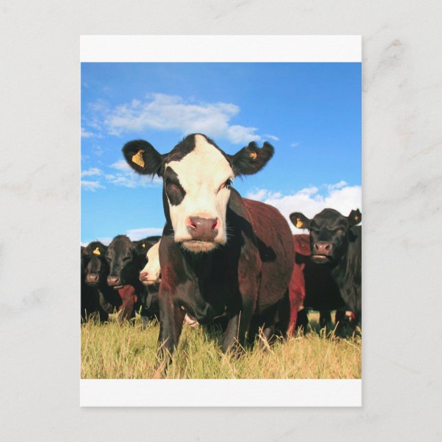 Carte Postale Vache Holstein (Devant)