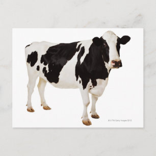 Carte Postale Vache Holstein (Bos taurus)
