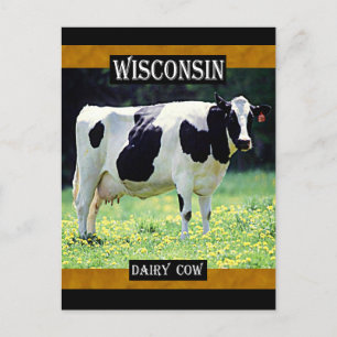 Carte Postale Vache laitière du Wisconsin
