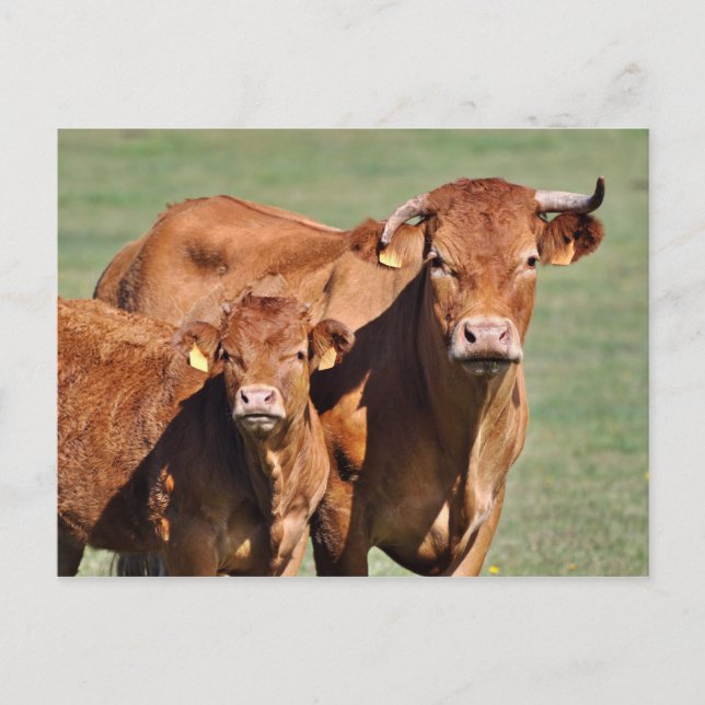 Carte Postale Vache limousine et veau (Devant)