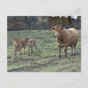 Carte Postale Vache limousine et veaux