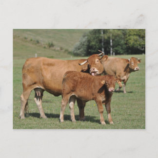 Carte Postale Vache limousine lécher son veau