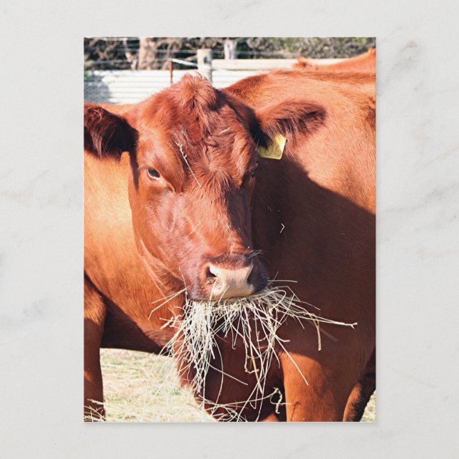 Carte Postale Vache mangeant du foin à la ferme (Devant)