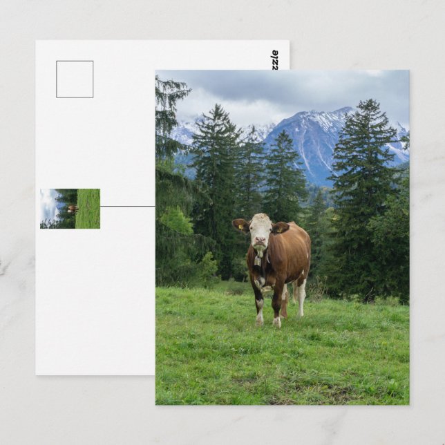 Carte Postale Vache mignonne en Algaeu - Bavière, Allemagne (Devant / Derrière)