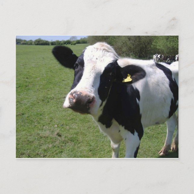 Carte Postale Vache mûre (Devant)